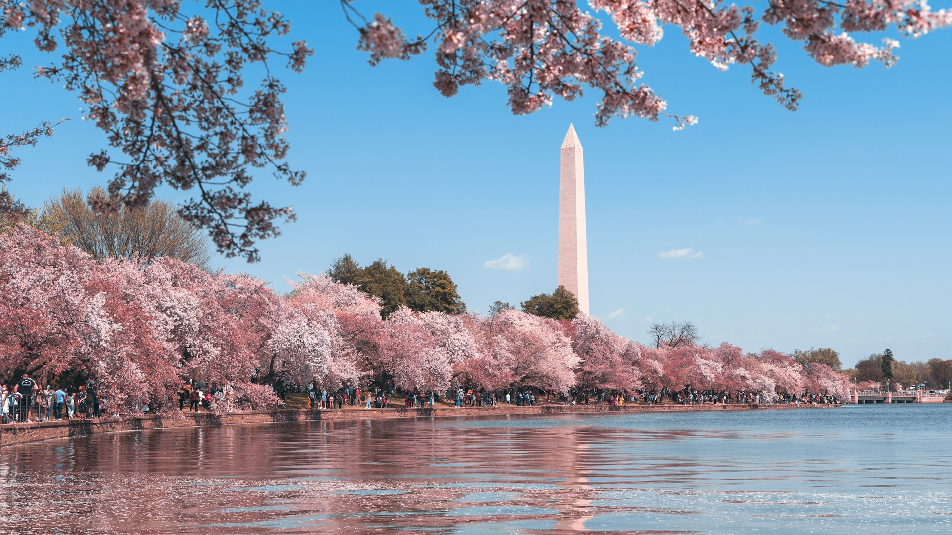 Washington Monument framed by cherry blossoms along the Tidal Basin